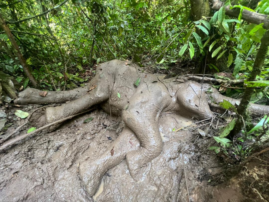 Pygmy elephant found dead in Kinabatangan