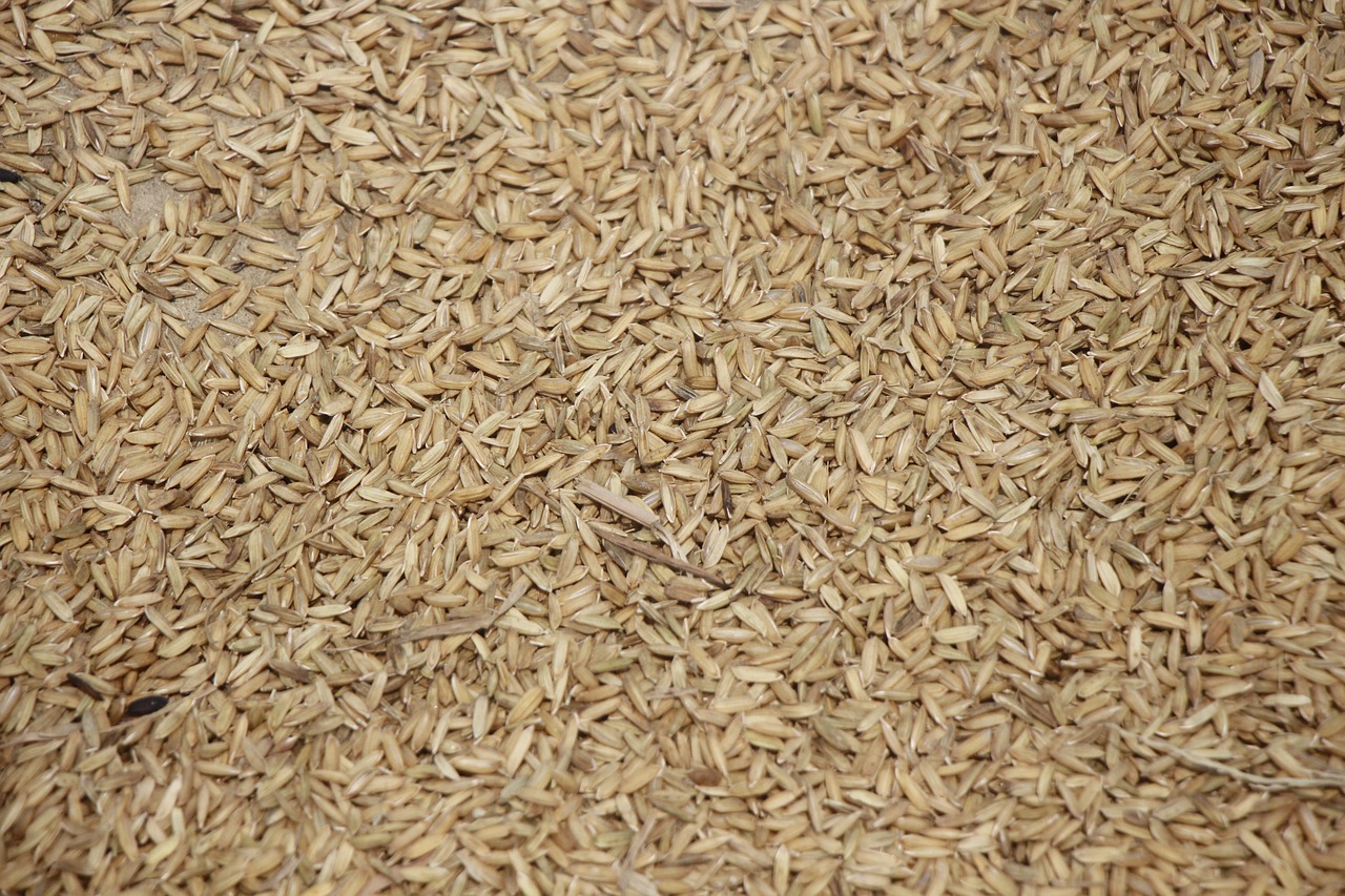 [UPDATED] Govt raises floor price for padi, streamlines maximum price for padi seeds