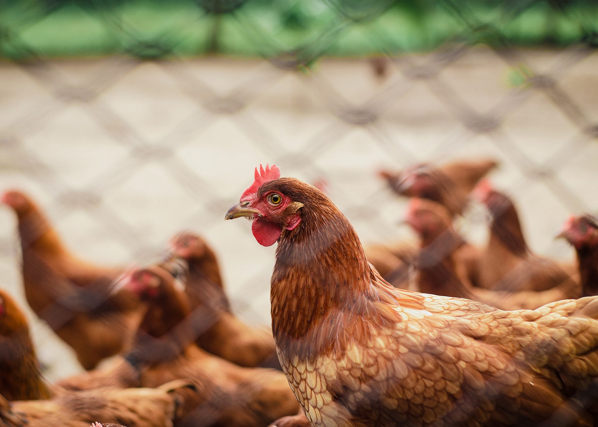 Pengapungan harga ayam, telur pastikan warga asing, golongan 'maha kaya' tak nikmati subsidi