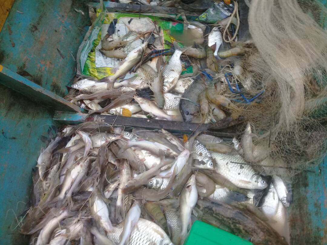 Scores of dead fish: Karamunting rep urges Sabah to probe into Sg Segaliud pollution 