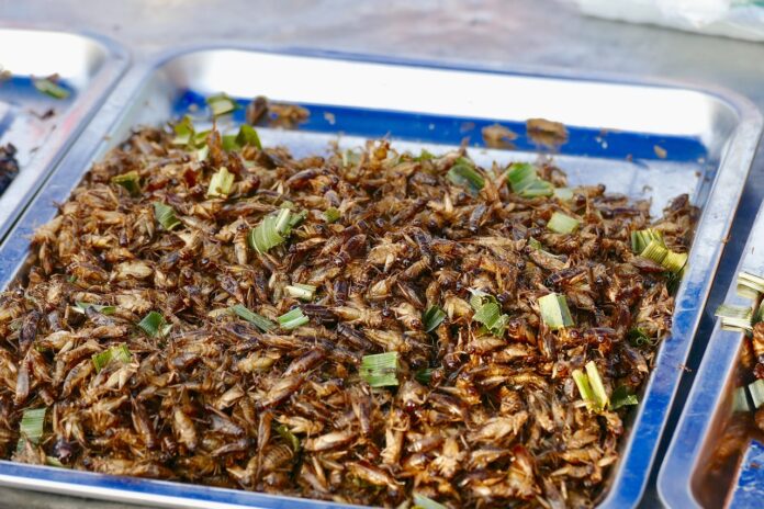 fried crickets insect bug as food-pixabay