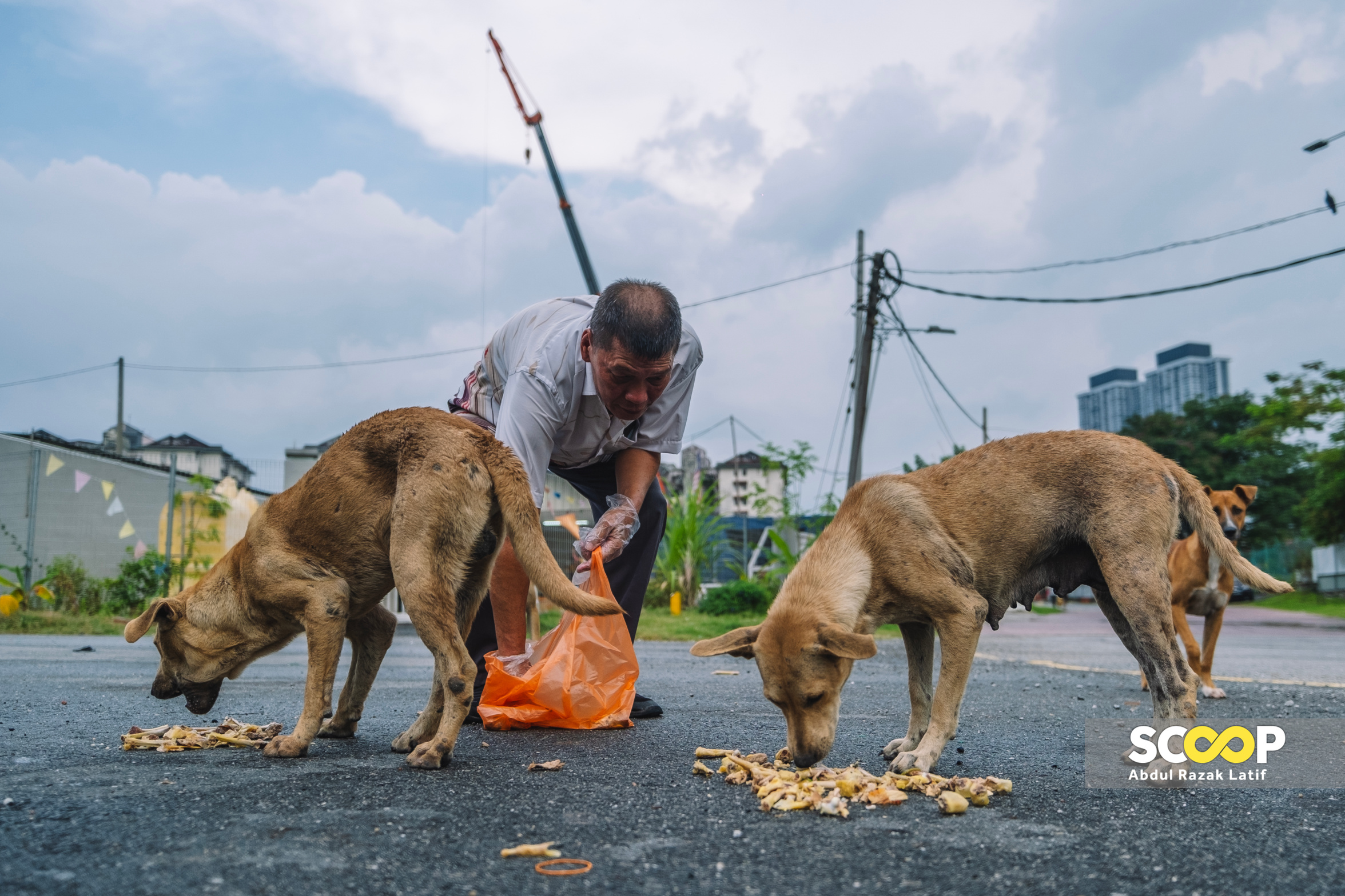 PAWS will not take in captured stray dogs from MBSA programme