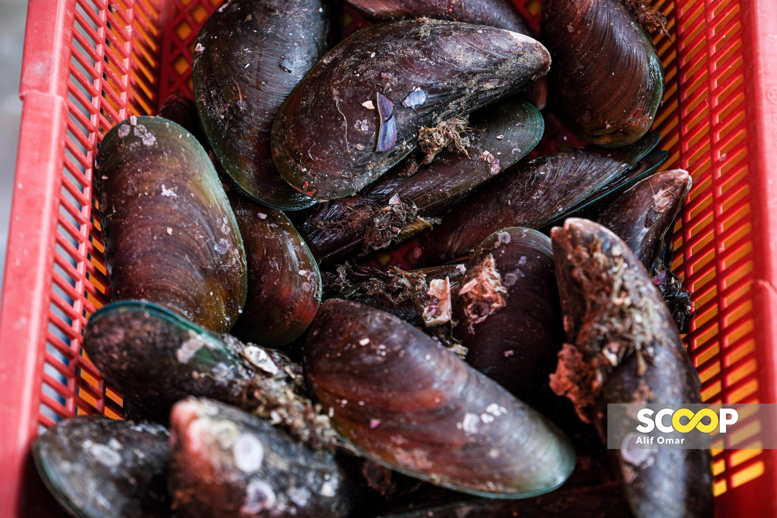 Port Dickson, Melaka mussels still unsafe to eat, says Fisheries Dept