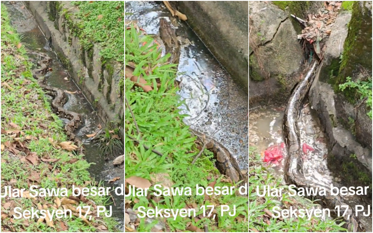 Kemunculan ular sawa besar di Petaling Jaya kejutkan penduduk, ‘ia keluar sebab sekarang musim panas…’