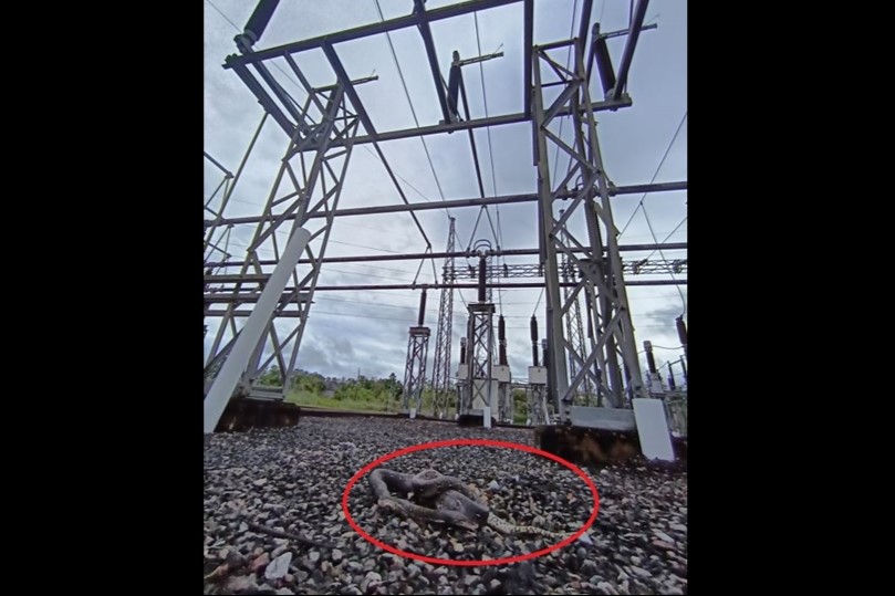 Substation intrusion by seven-foot-long snake caused Sibu blackouts: S’wak Energy