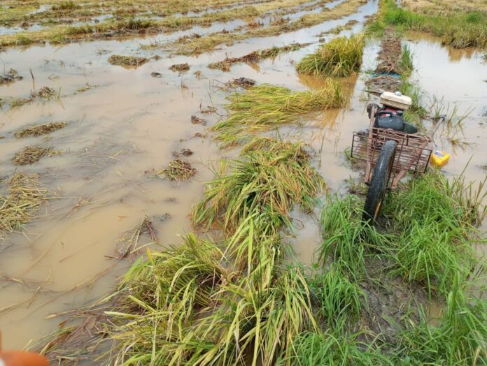 flooded padi - yan kedah - dines