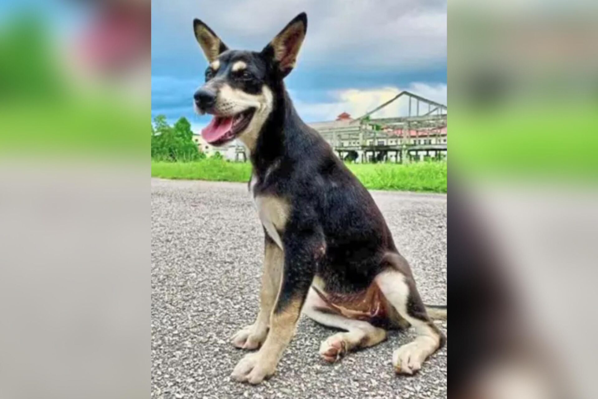 Justice for Kopi Veterinary Dept to review activists' memorandum on