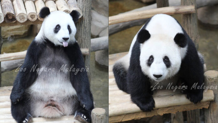 giant panda at Zoo Negara Fu Wa and Feng Yi - Zoo Negara FB pic.001