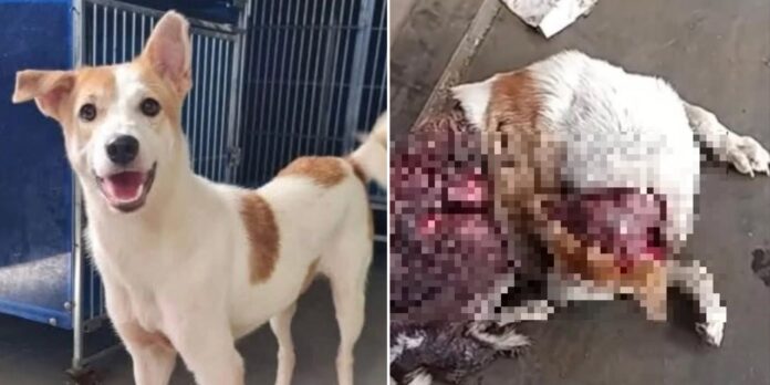 dog skinned alive in Melaka - Stray Animals Federation Malaysia pic