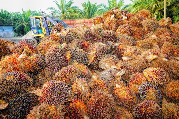 oil-palm-kelapa-sawit-pixabay